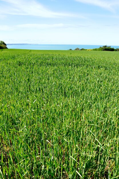 Wheat field