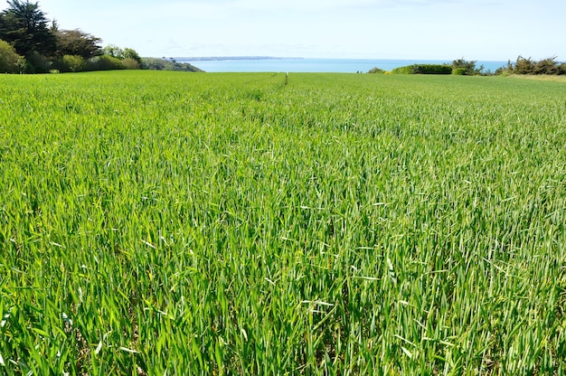 Wheat field