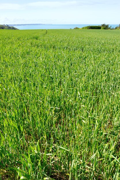 Wheat field