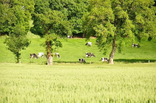 Wheat field