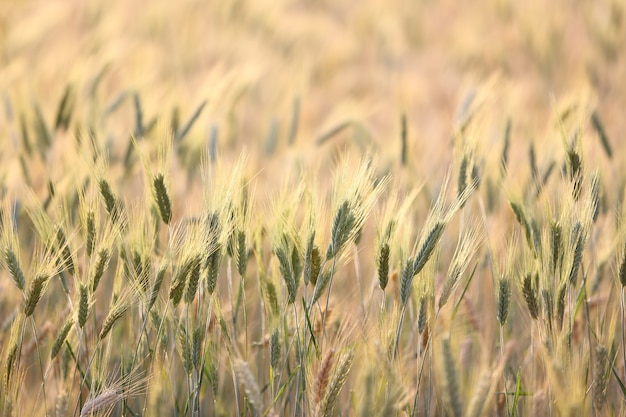 Wheat field