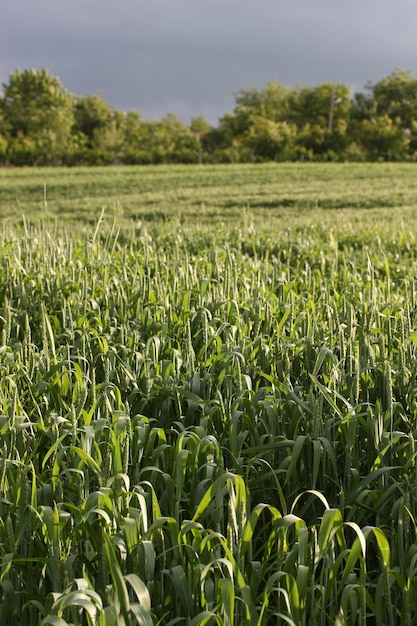 Wheat Field