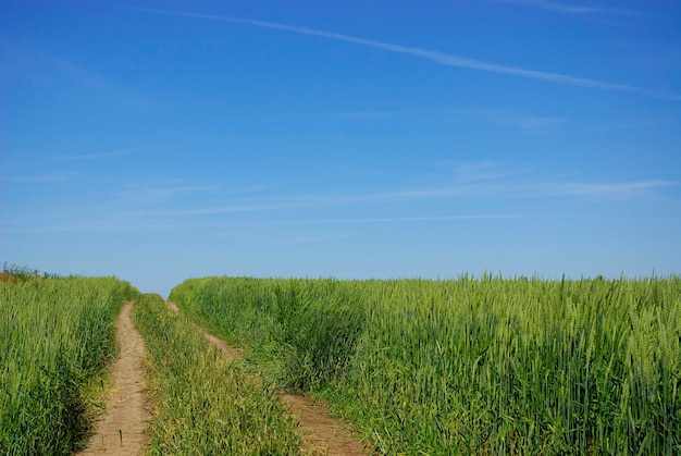 Wheat field