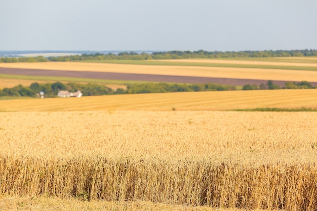 The wheat fields in sunny summer day