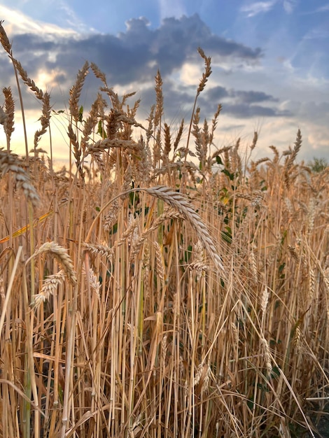 Wheat fields with spikelets close-up