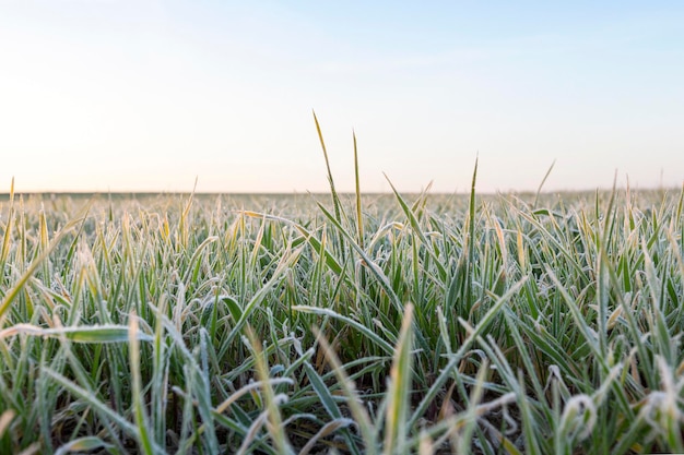 Wheat during frost