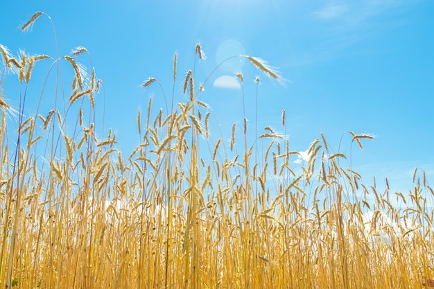 Wheat grain on field against clear blue sky Agricultural grain crop growing on field Autumn