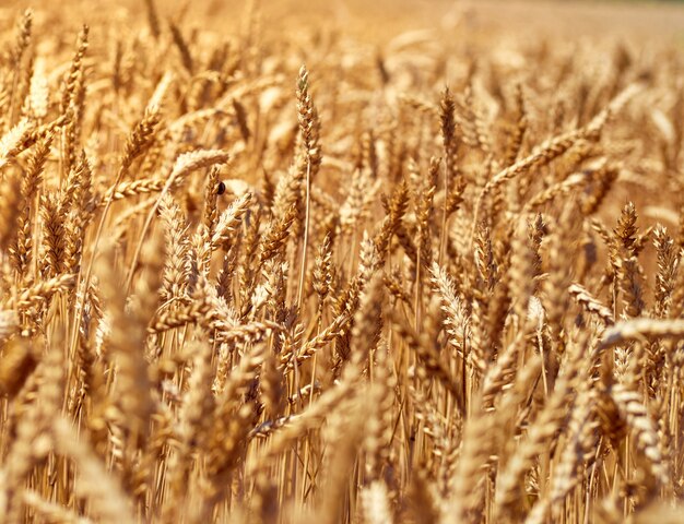 Wheat grain field on sunny day.