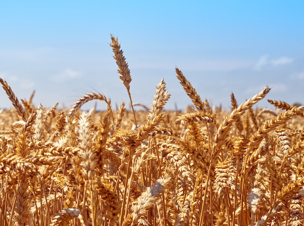 Wheat grain field on sunny day.