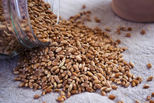 Wheat grain germination. selective focus    