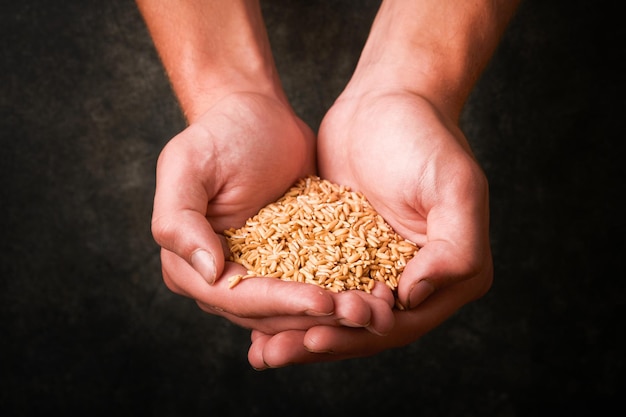 Wheat grain in old plate in hands of male farmer on grunge dark gray old background Problems with the supply of wheat and flour global food supply and hunger world crisis concept Mock up