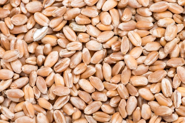 Wheat Grains Background