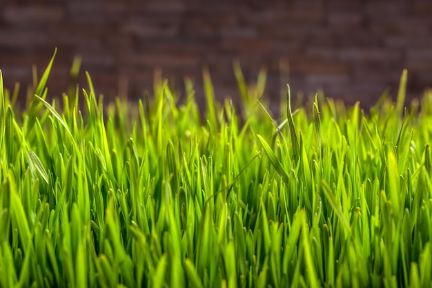 Wheat grass