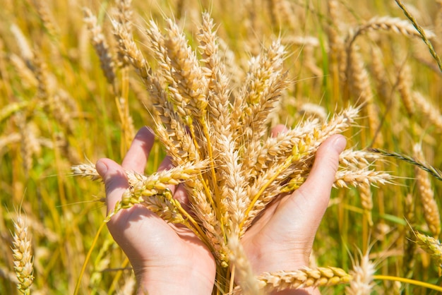 Wheat in the hands. Harvest time