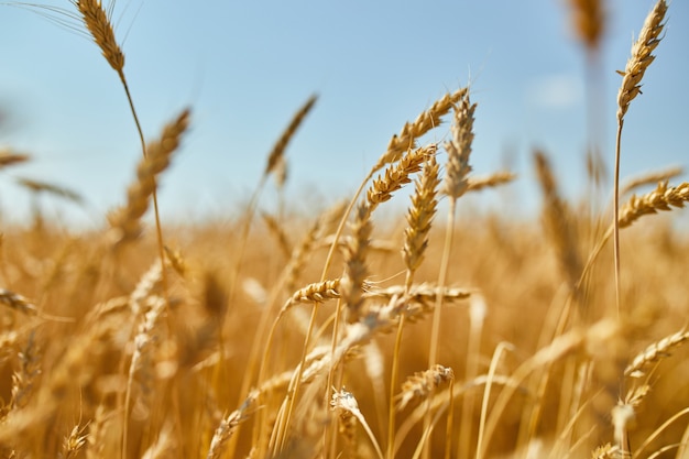 Wheat harvest, wheat field on the background of blue sky in the sun day, summer