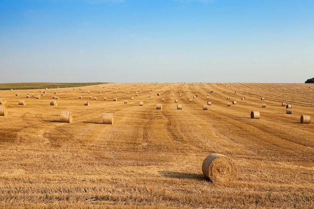 wheat harvest