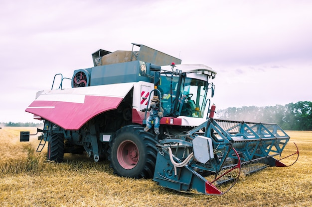 Wheat harvesting machine in the field. Agriculture.