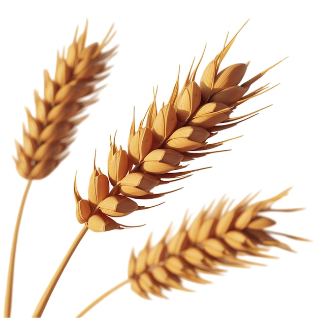 Wheat isolated on white background