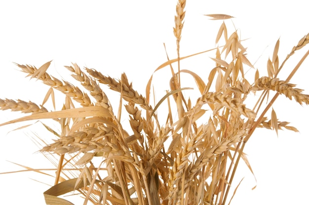 Wheat ripe raw dry yellow grains in spikelets on a stalk isolated on a white background