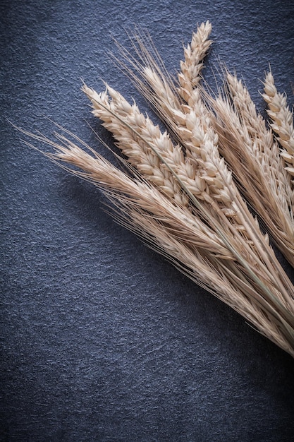 Wheat rye ears on black background vertical version