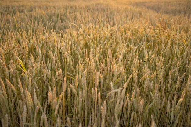 Wheat rye field Ears of golden wheat rye closeup Rural landscapes under sunlight Rich harvest concept Fresh young unripe juicy spikelets Oats rye wheat barley summer harvest closeup