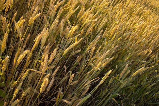 Wheat rye field Ears of golden wheat rye closeup Rural landscapes under sunlight Rich harvest concept Fresh young unripe juicy spikelets Oats rye wheat barley summer harvest closeup