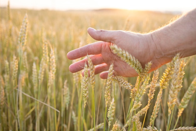 Wheat rye in the hands of a farmer Cultivation of crops Yellow golden rural summer landscape Sprouts of wheat rye in the hands of a farmer The farmer walks across the field checks the crop