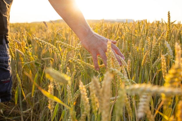 Wheat rye in the hands of a farmer Cultivation of crops Yellow golden rural summer landscape Sprouts of wheat rye in the hands of a farmer The farmer walks across the field checks the crop