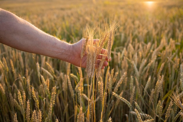 Wheat rye in the hands of a farmer Cultivation of crops Yellow golden rural summer landscape Sprouts of wheat rye in the hands of a farmer The farmer walks across the field checks the crop