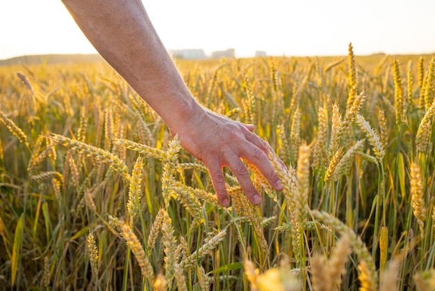 Wheat rye in the hands of a farmer Cultivation of crops Yellow golden rural summer landscape Sprouts of wheat rye in the hands of a farmer The farmer walks across the field checks the crop