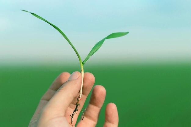 Wheat seedling on the hand. Spring wheat seedling. Growth concept,
Young sprout in springtime.