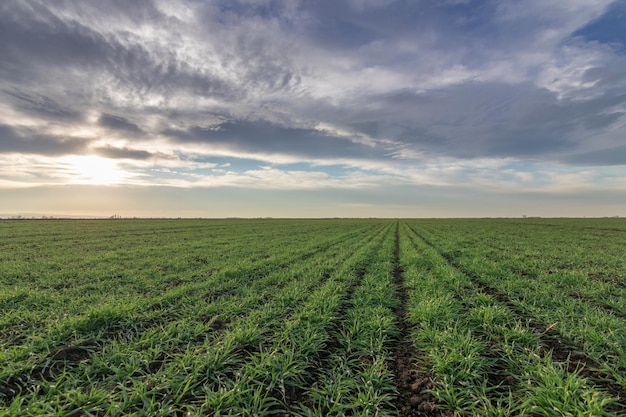 Wheat seedlings growing in a field. Young green wheat growing in soil.