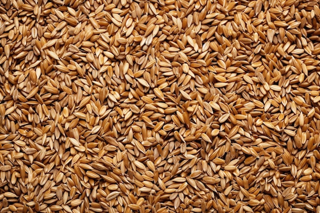 Wheat seeds grains and ears placed together top view flat isolated on a white background replicating space