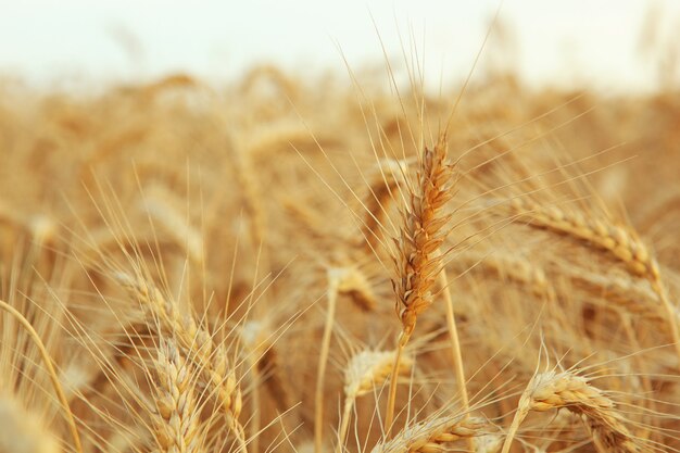 Wheat spikelets in a field close up with place for text