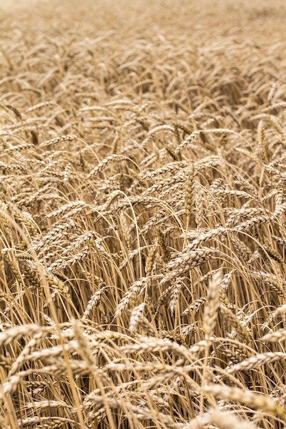 Wheat spikelets in the field. Wheat spikelets pattern. 