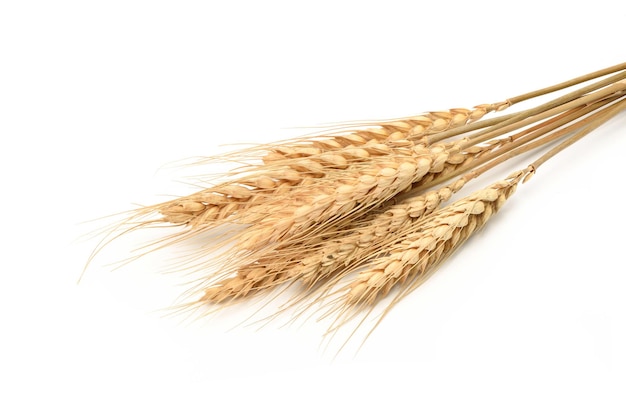 Wheat spikelets isolated on white background.