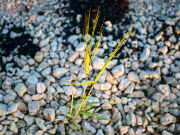 Wheat sprout growing from stones Survival Hope concept Food crisis