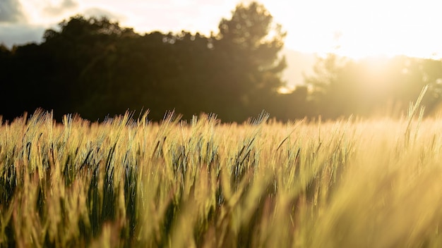 Wheat in the sunset