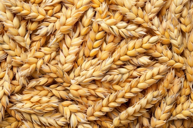 wheat texture background farmer concept