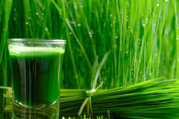 Wheatgrass juice with sprouted wheat