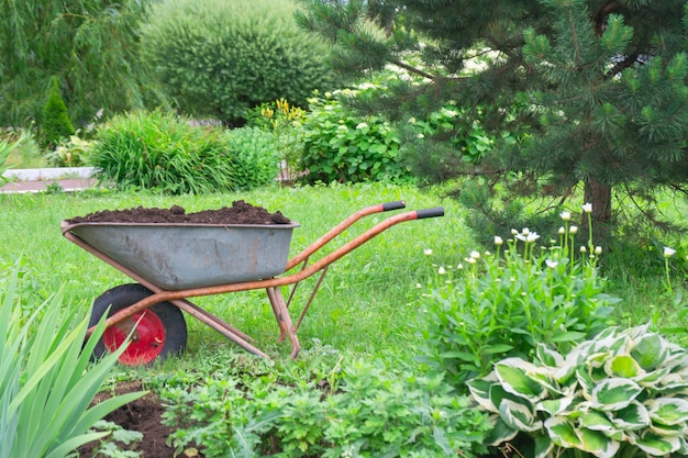 a wheelbarrow with the soil stands in the garden among flowers trees Gardening scene