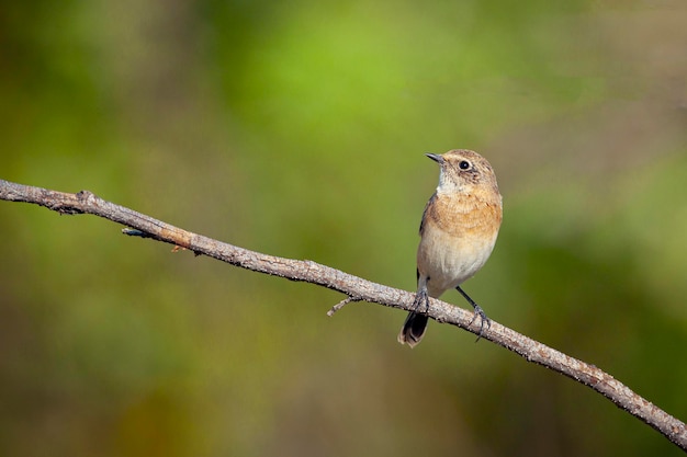 The whinchat Saxicola rubetra is a small migratory passerine bird