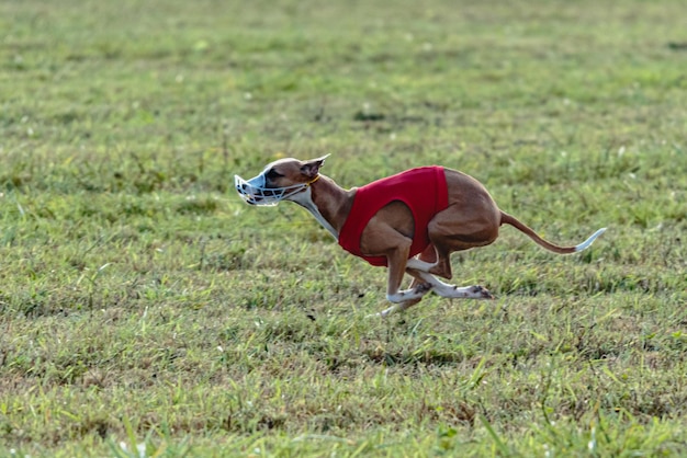 Whippet dog running in a red jacket on coursing field