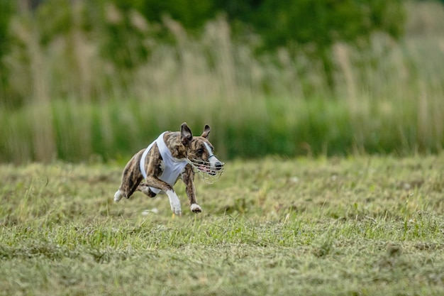 Whippet dog in white shirt running and chasing lure in the field on coursing competition