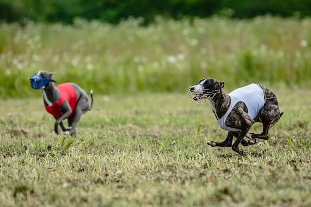 Whippet dogs in red and white shirts running and chasing lure in the field on coursing competition