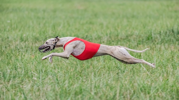 Whippet in red shirt running in the field on lure coursing competition