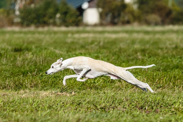 Photo whippet sprinter dog running and chasing lure on the field