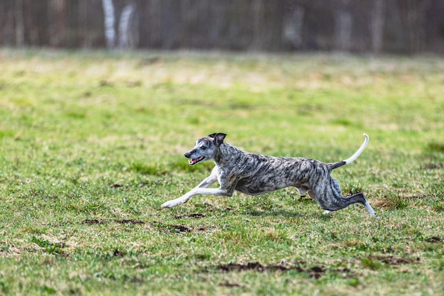 Whippet sprinter running straight on camera and chasing coursing lure on green field