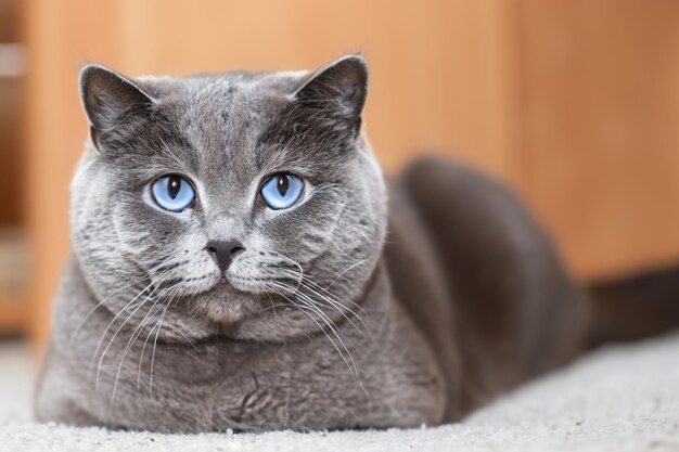 Photo whiskered charm scottish fold feline elegance