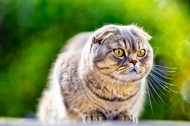 Whiskered Charm Scottish Fold Feline Elegance